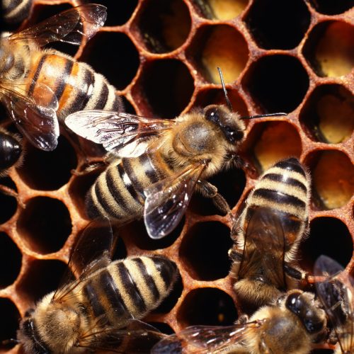 Bienen